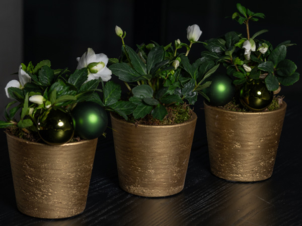 Redesign || (EU) Blogs - Christmas trends2024 - P3029-12-41 (249)