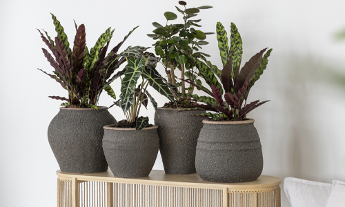 Les tendances jardin et intérieur 2024