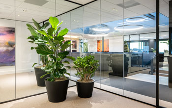 Découvrez les 7 grands avantages des plantes au bureau