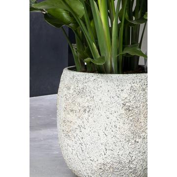 Gillard S, Imperial White