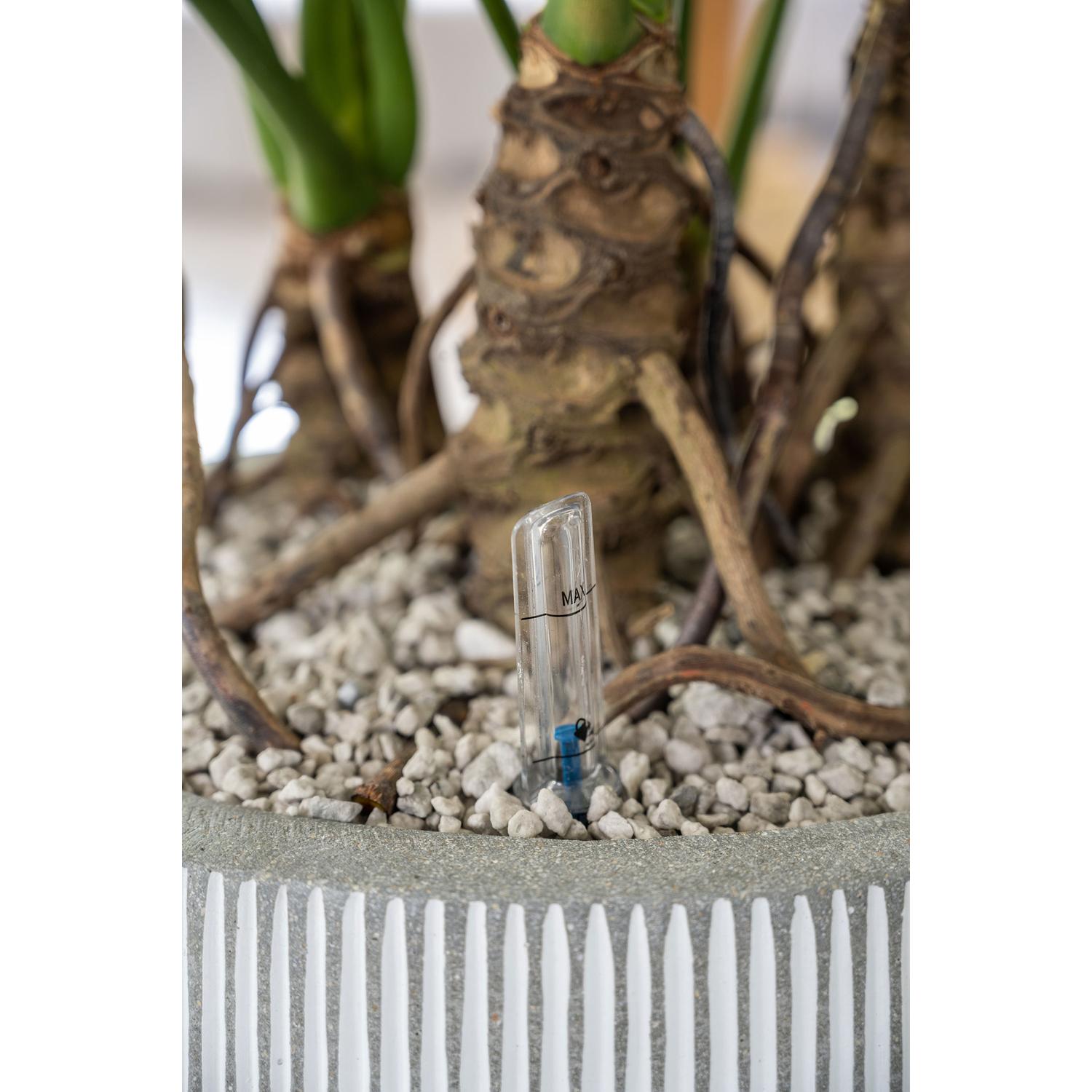 Pax S, White stripe