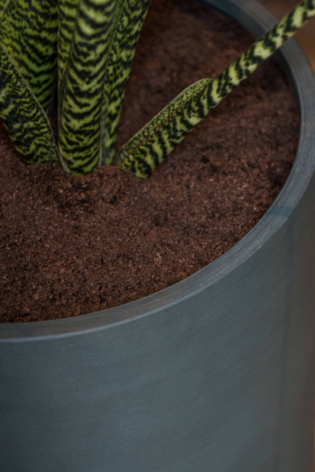 Max S, Pine Green