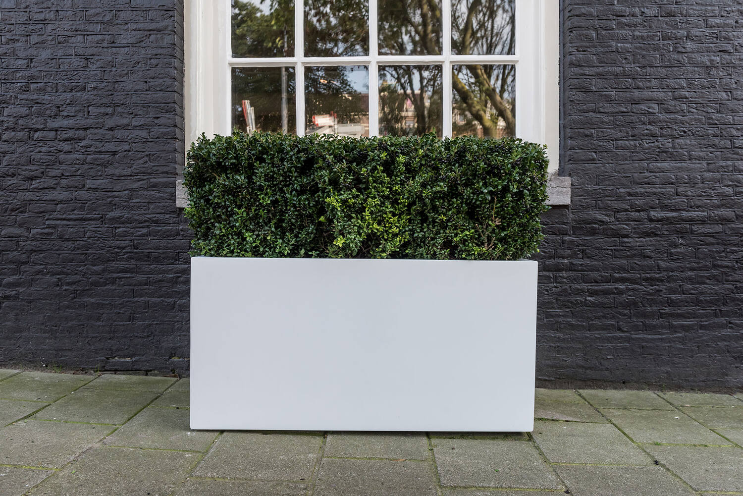 Jort M, Matte White