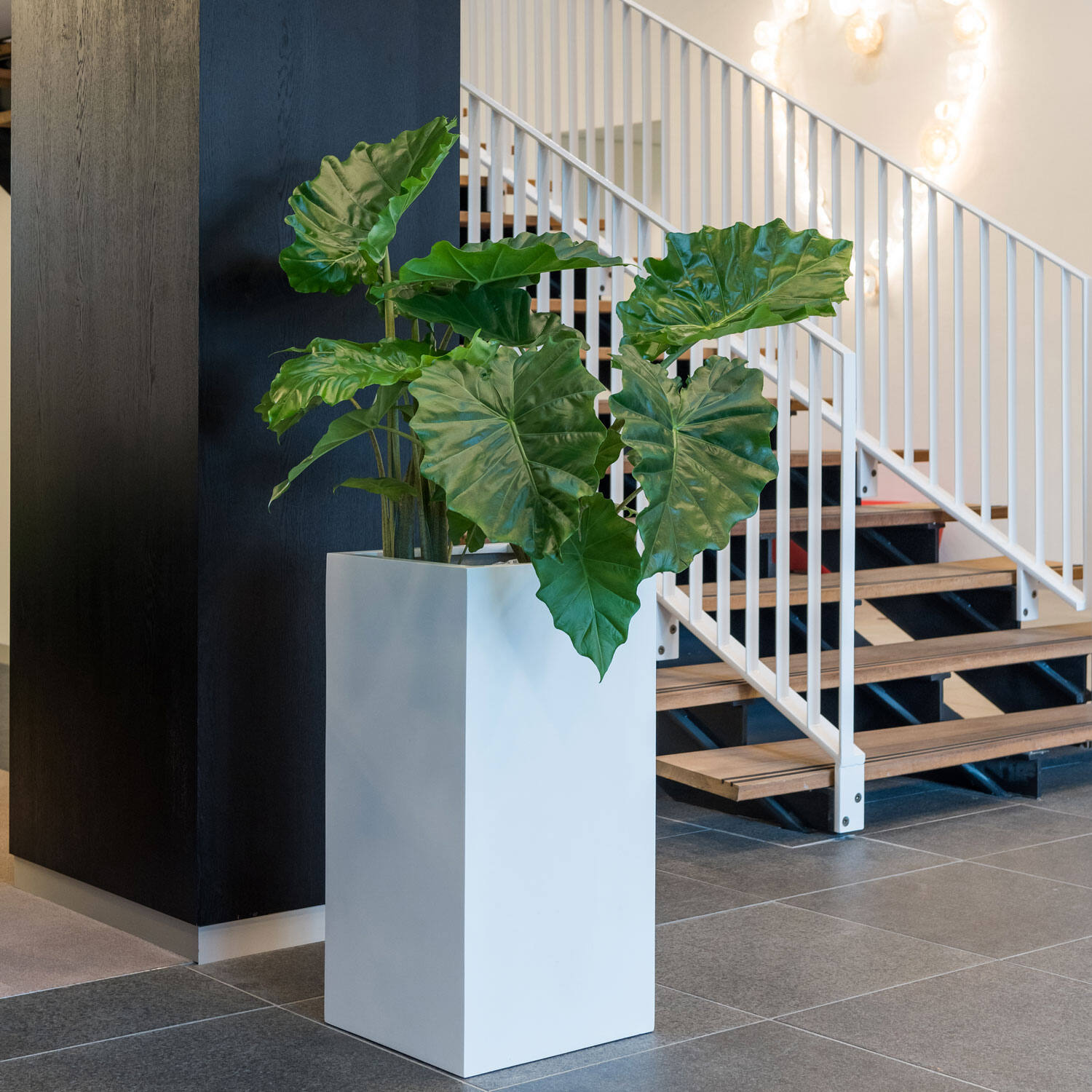 Bouvy L, Matte White