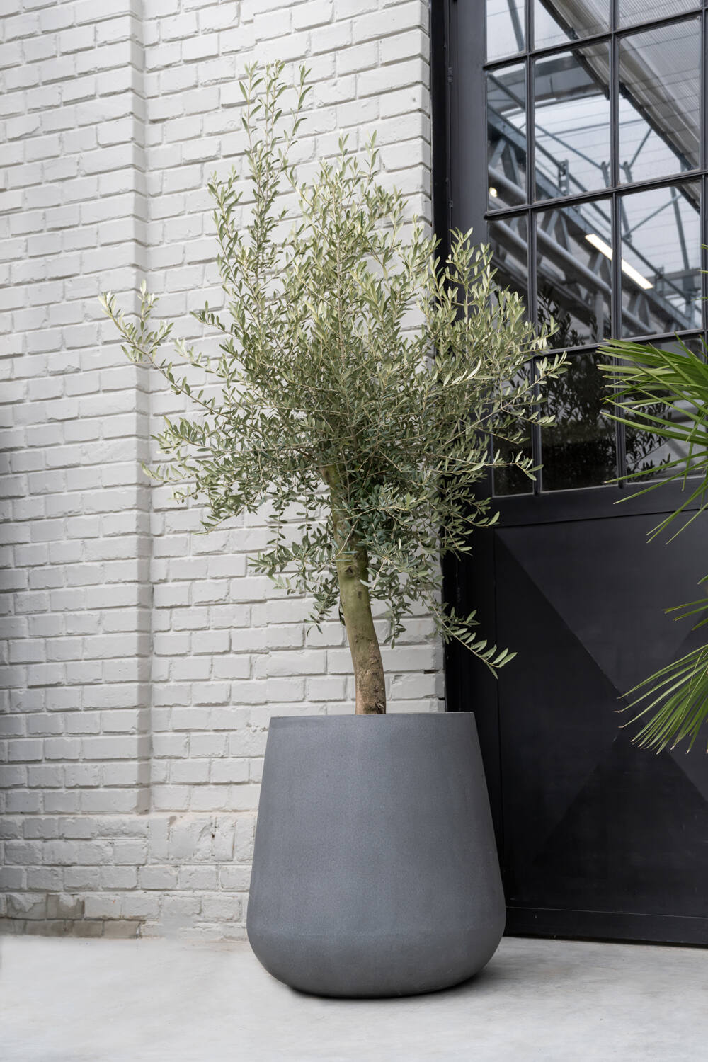 Pax M, Grey