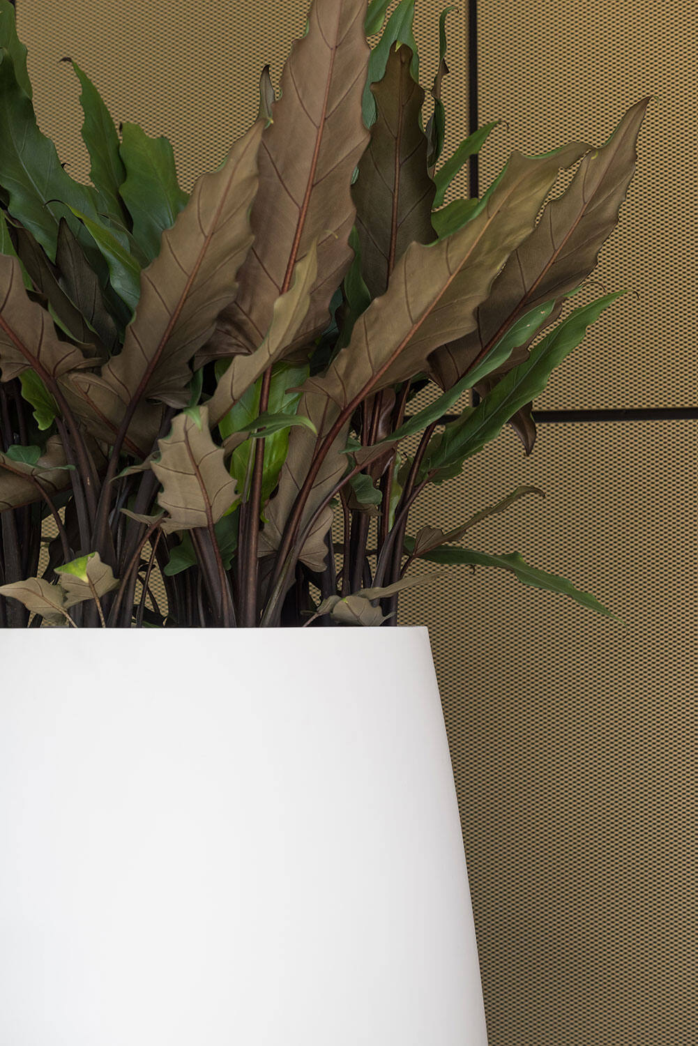 Pax XL, Matte White
