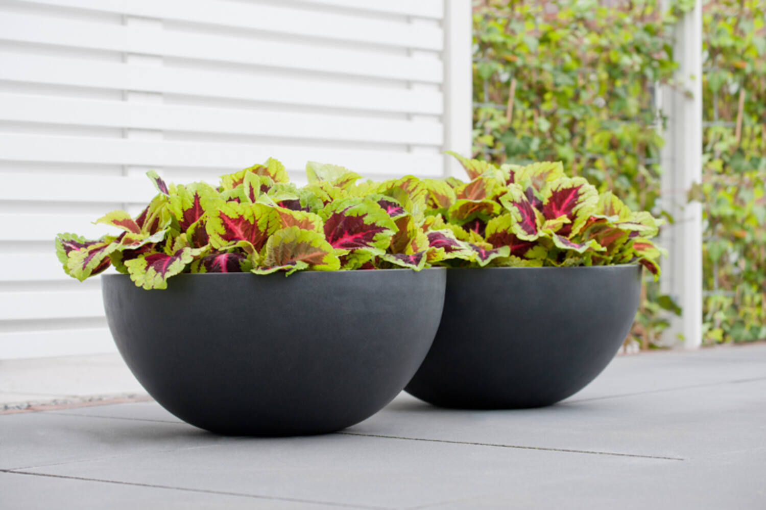 Vic Bowl L, Black