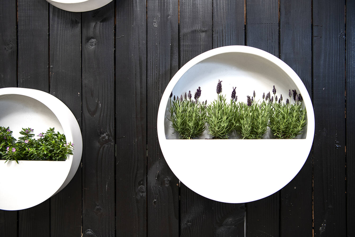 Wally (hanging) M, Matte White