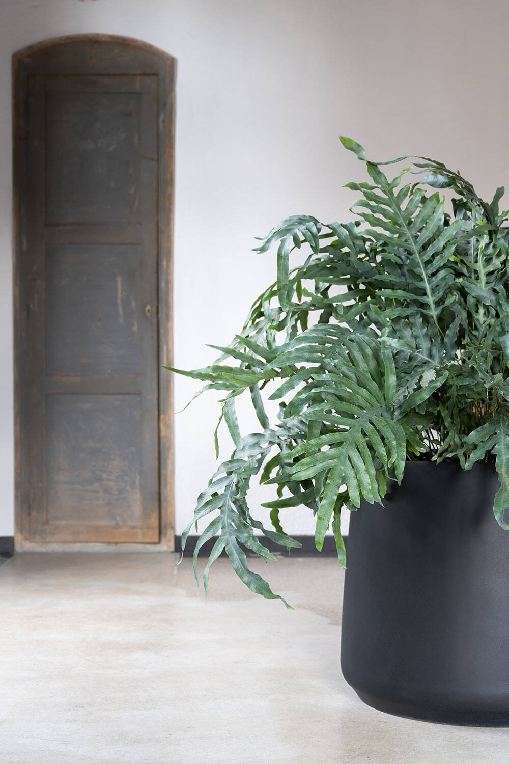 Patt M, Black