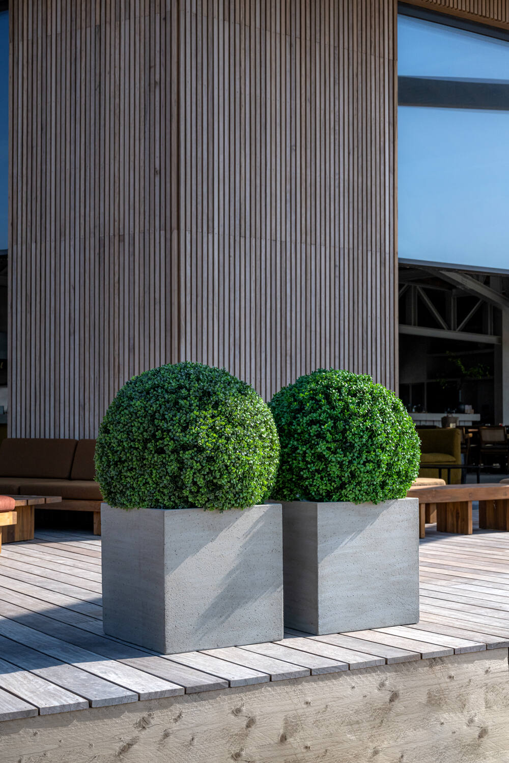 Boxwood Round XXS, Green