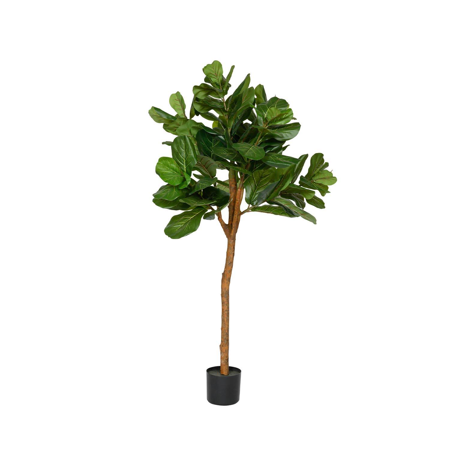 Ficus Lyrata L, Green