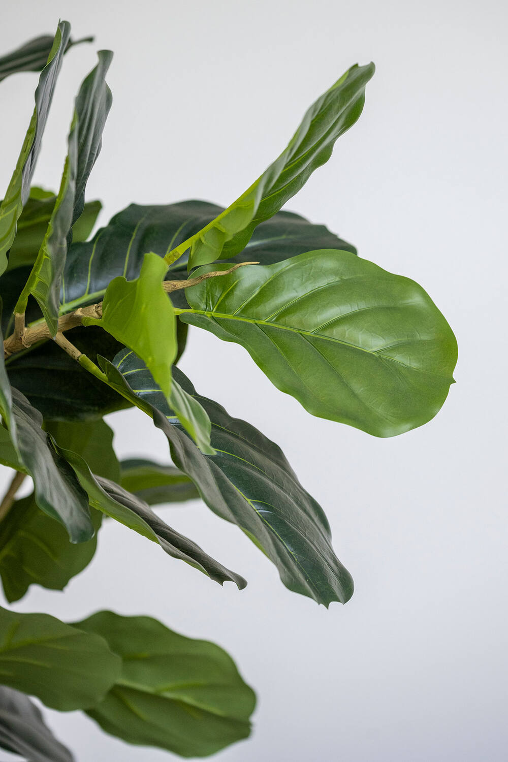 Ficus Lyrata XL, Green