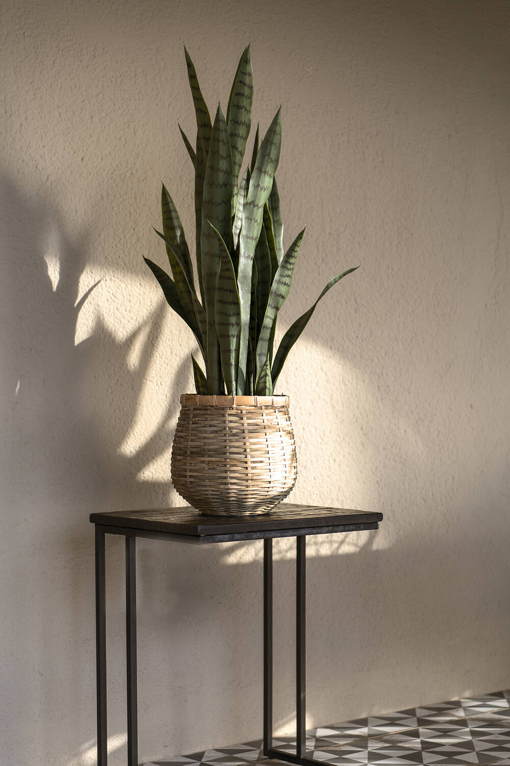 Sansevieria S, Green