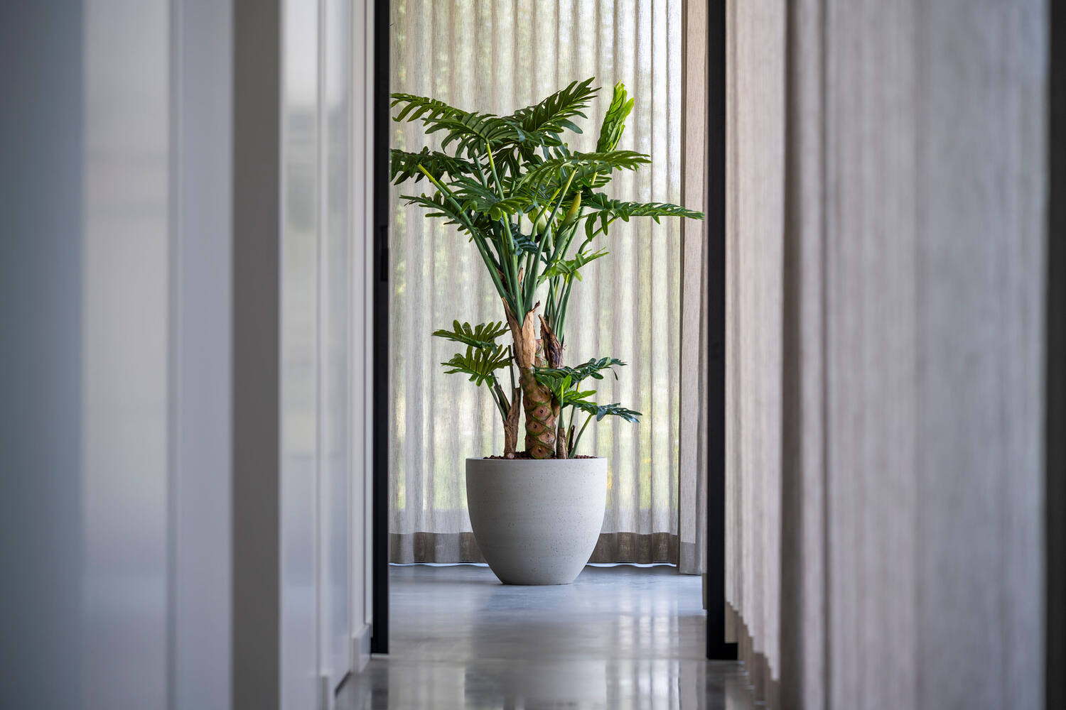 Philodendron L, Green