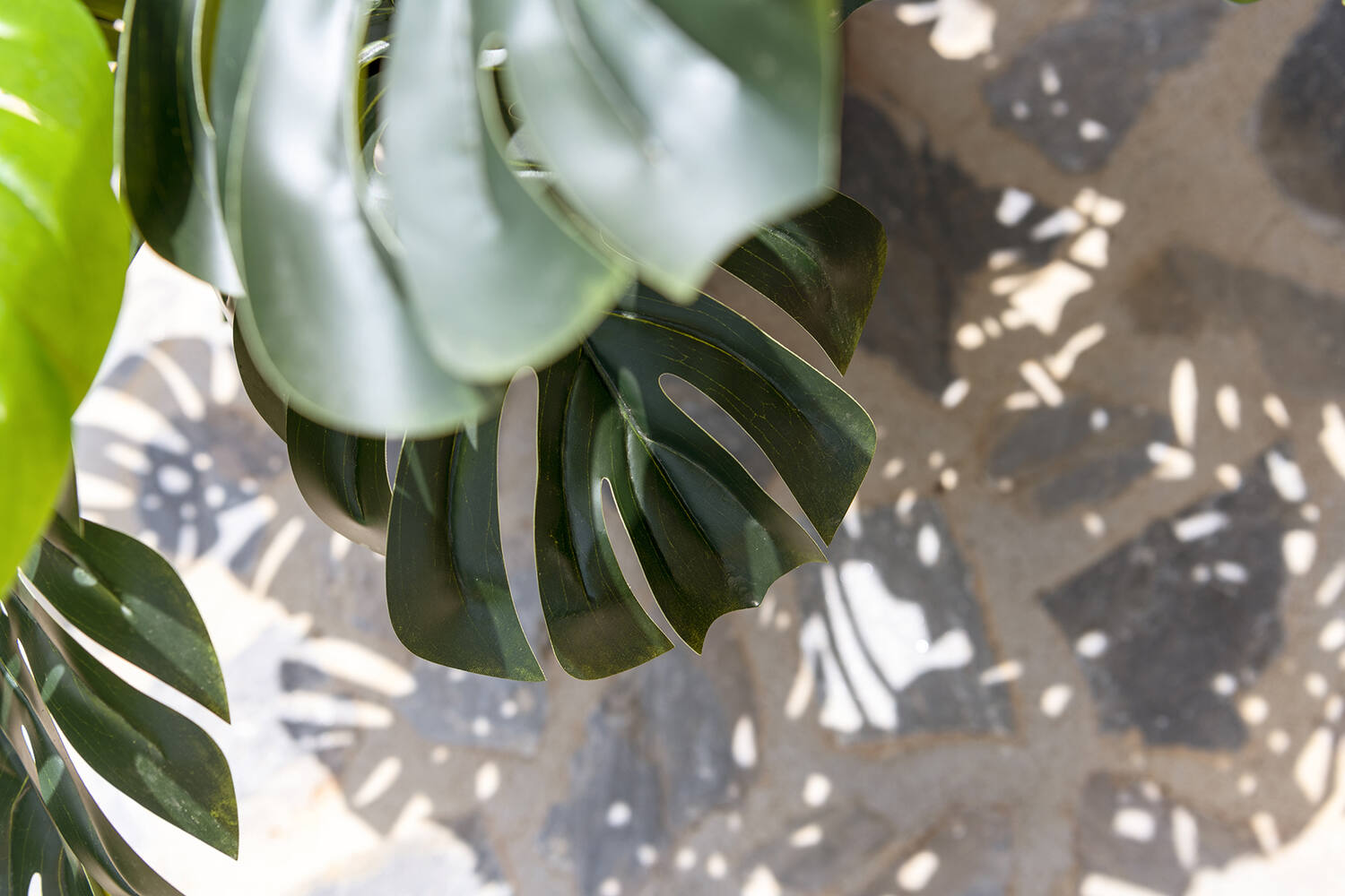 Monstera L, Green