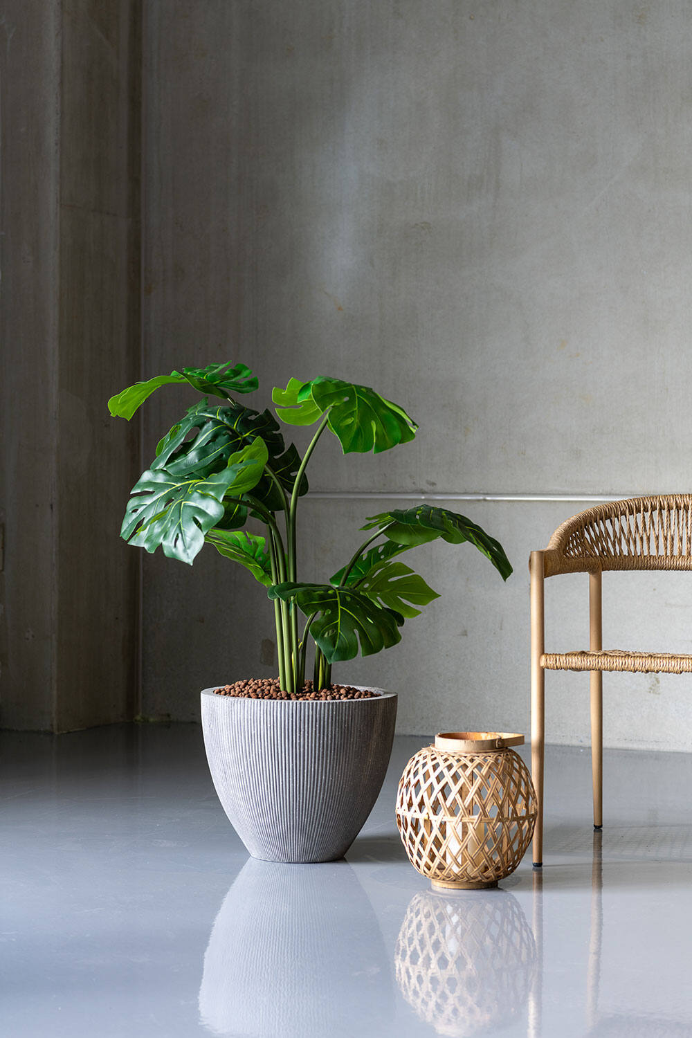 Monstera XXL, Green