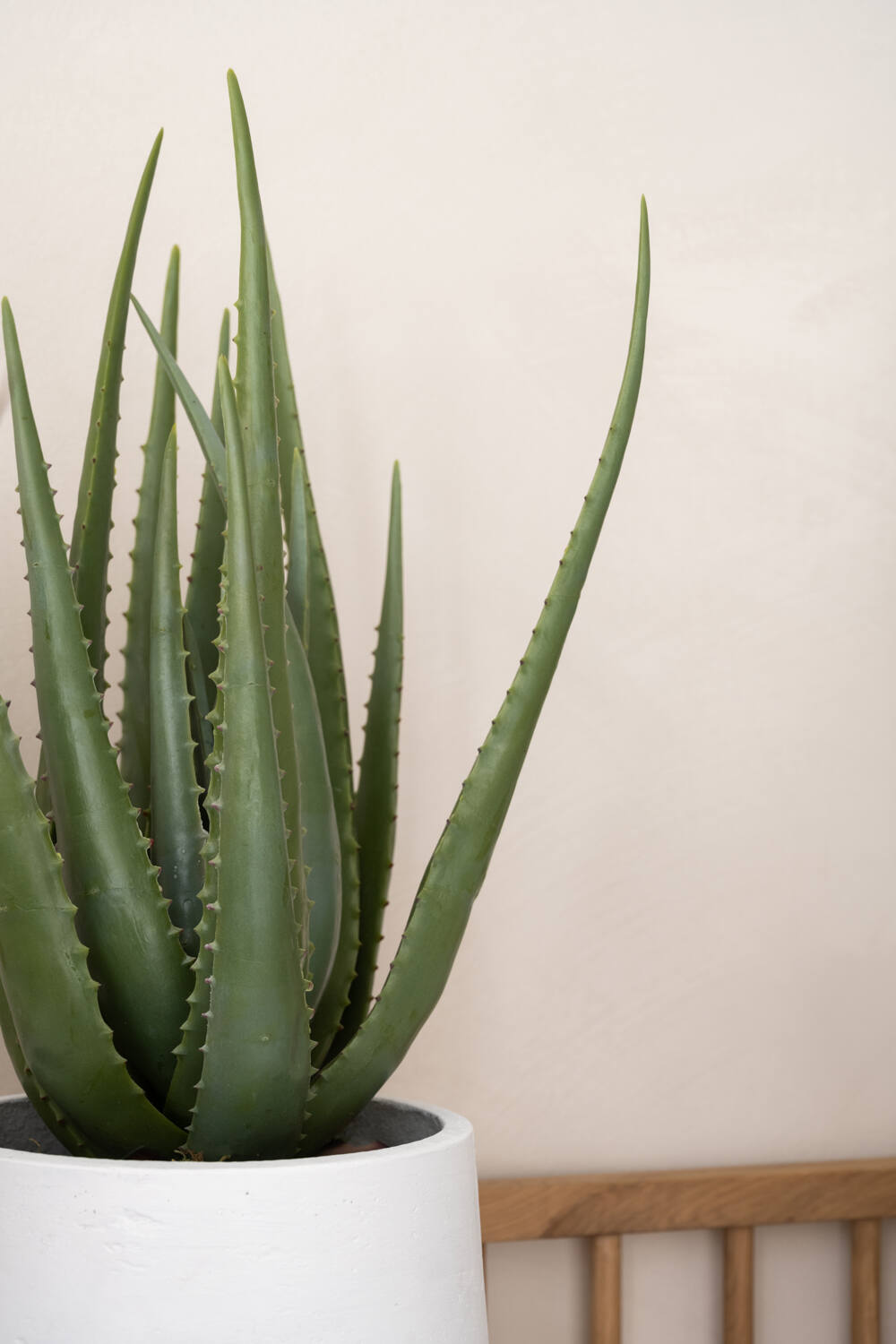 (S) Aloe M, Green