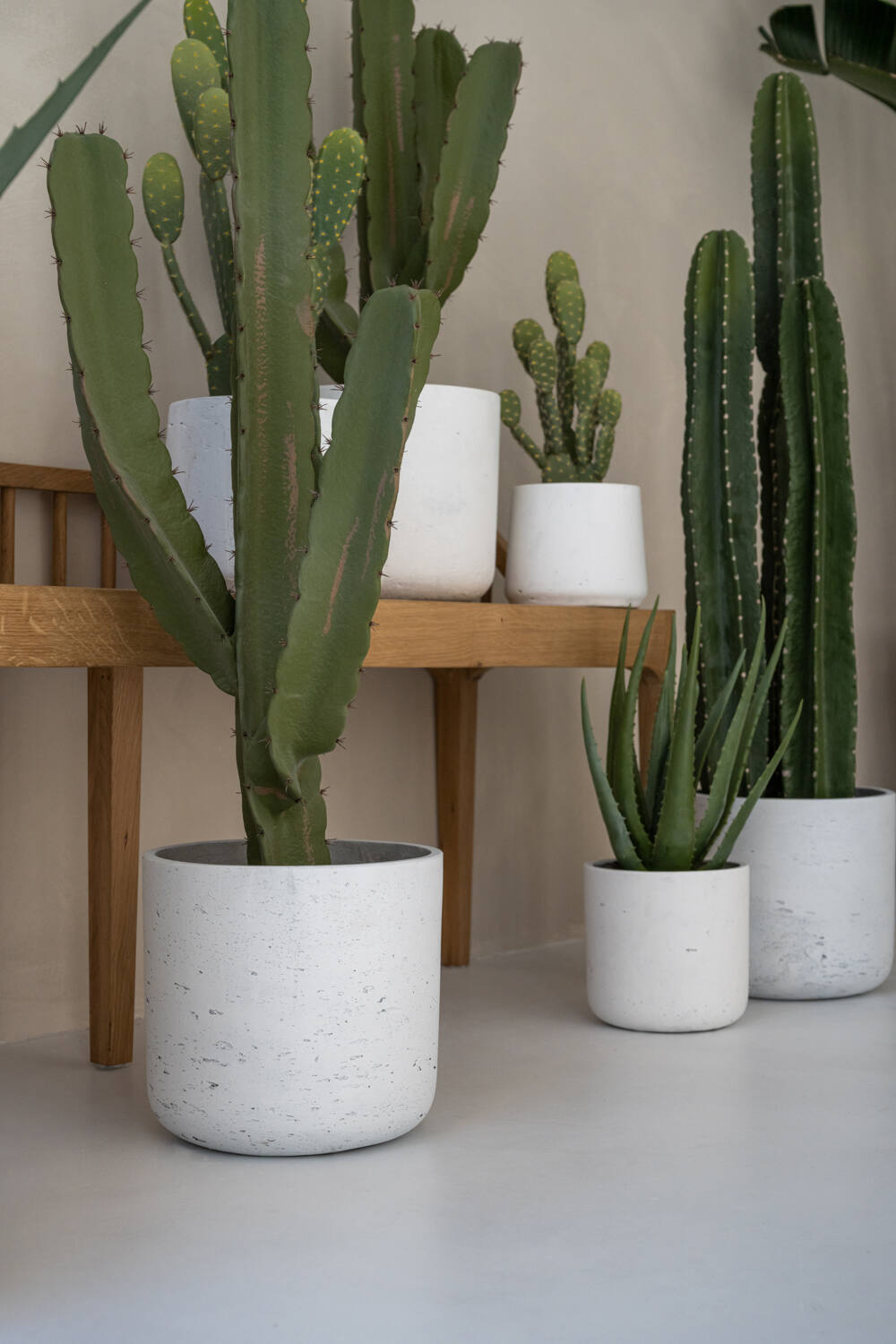 (S) Cactus Cereus L, Green