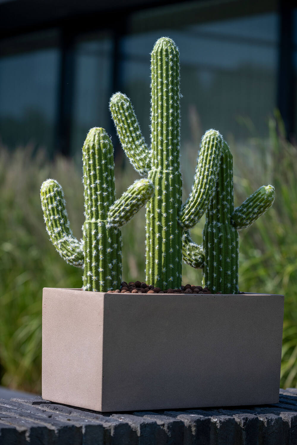 Cactus Saguaro M, Green