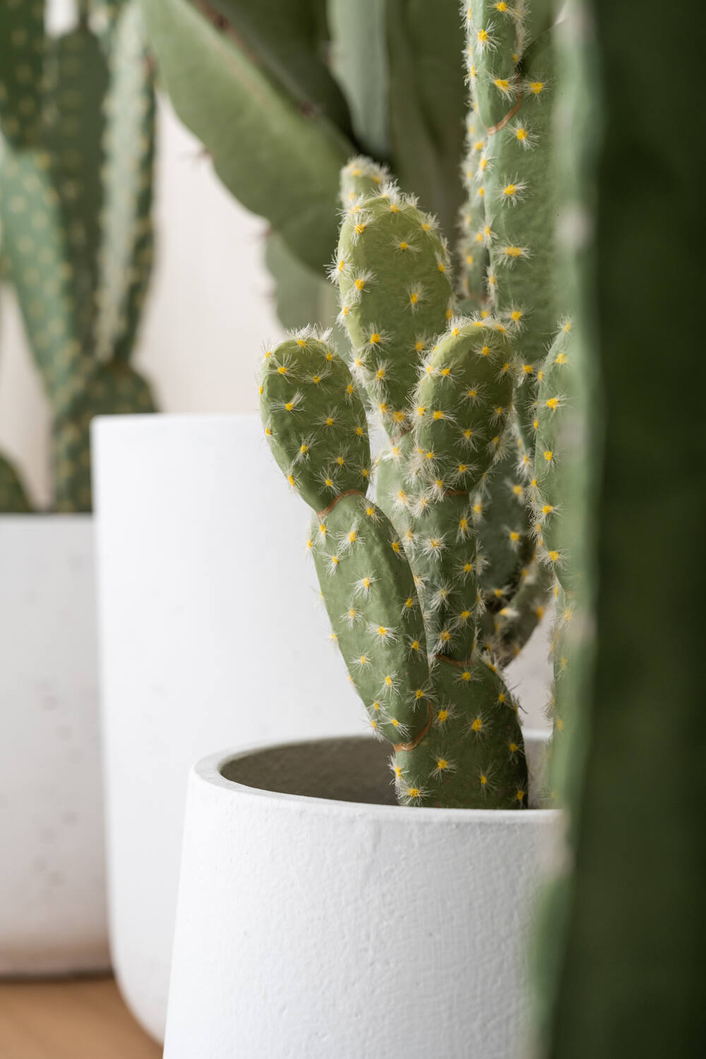 Cactus Opuntia L, Green