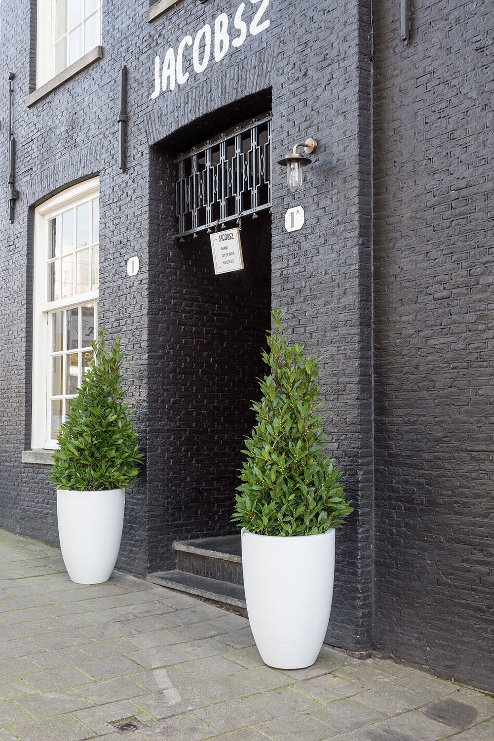 Laurus L, Green