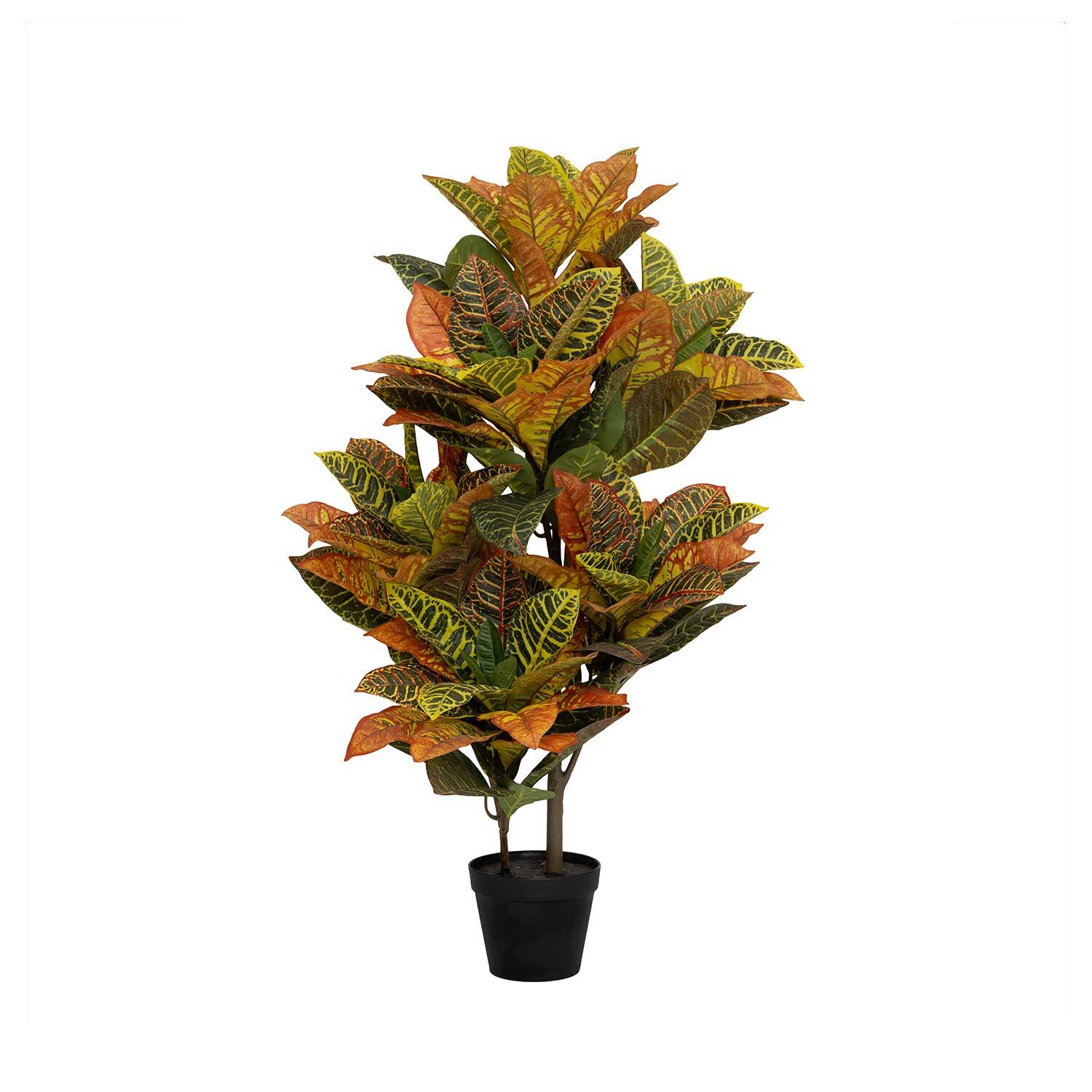 Codiaeum M, Green