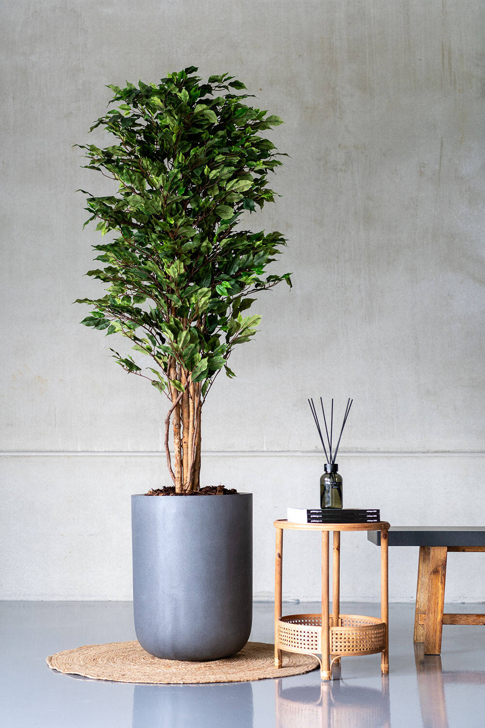 Ficus tree M, Green