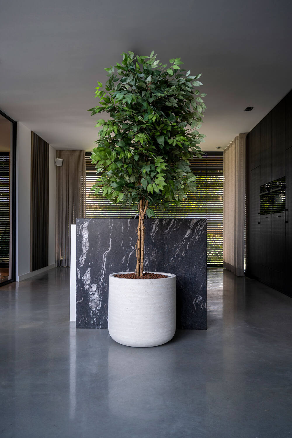 Ficus tree L, Green