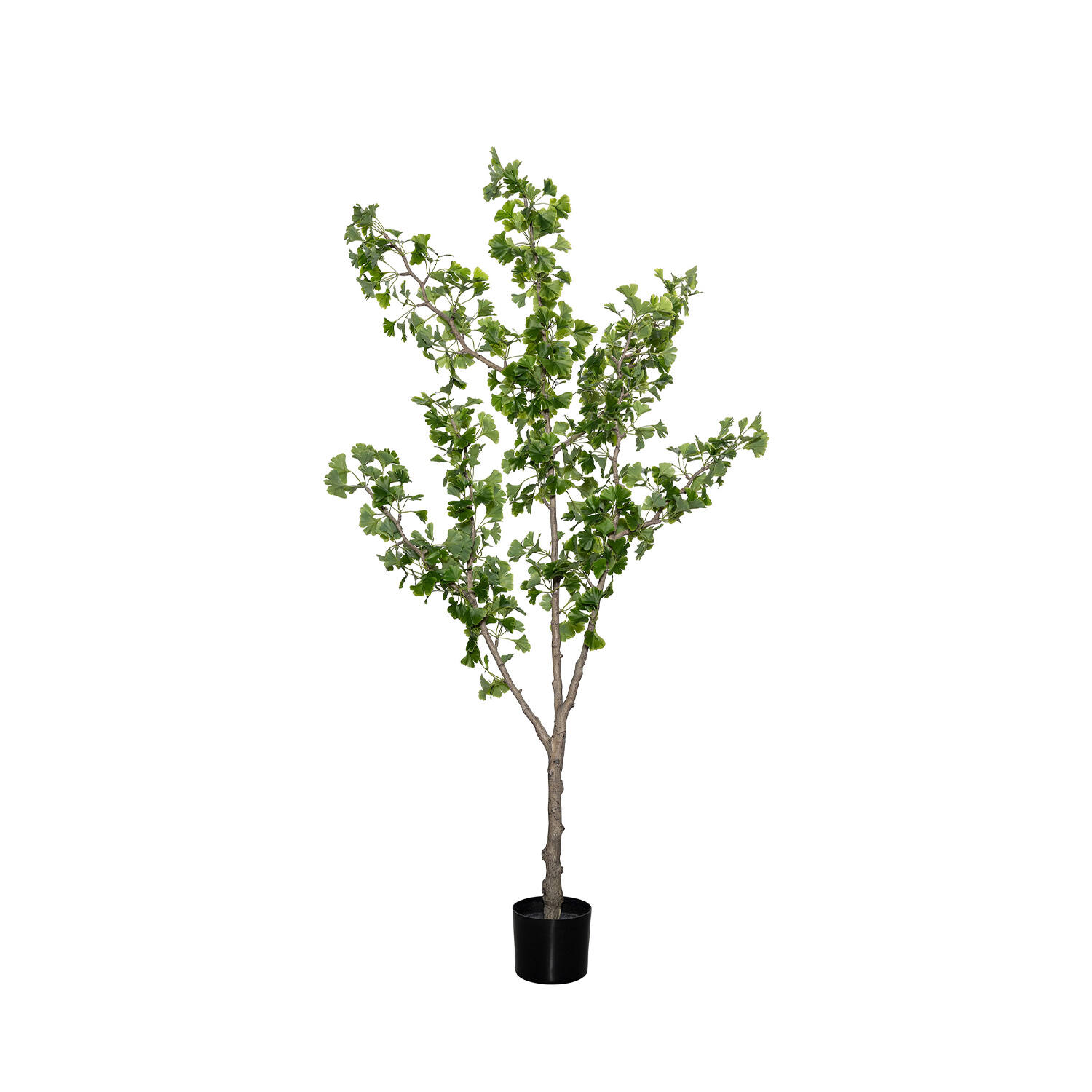 Ginko Biloba Tree L, Green