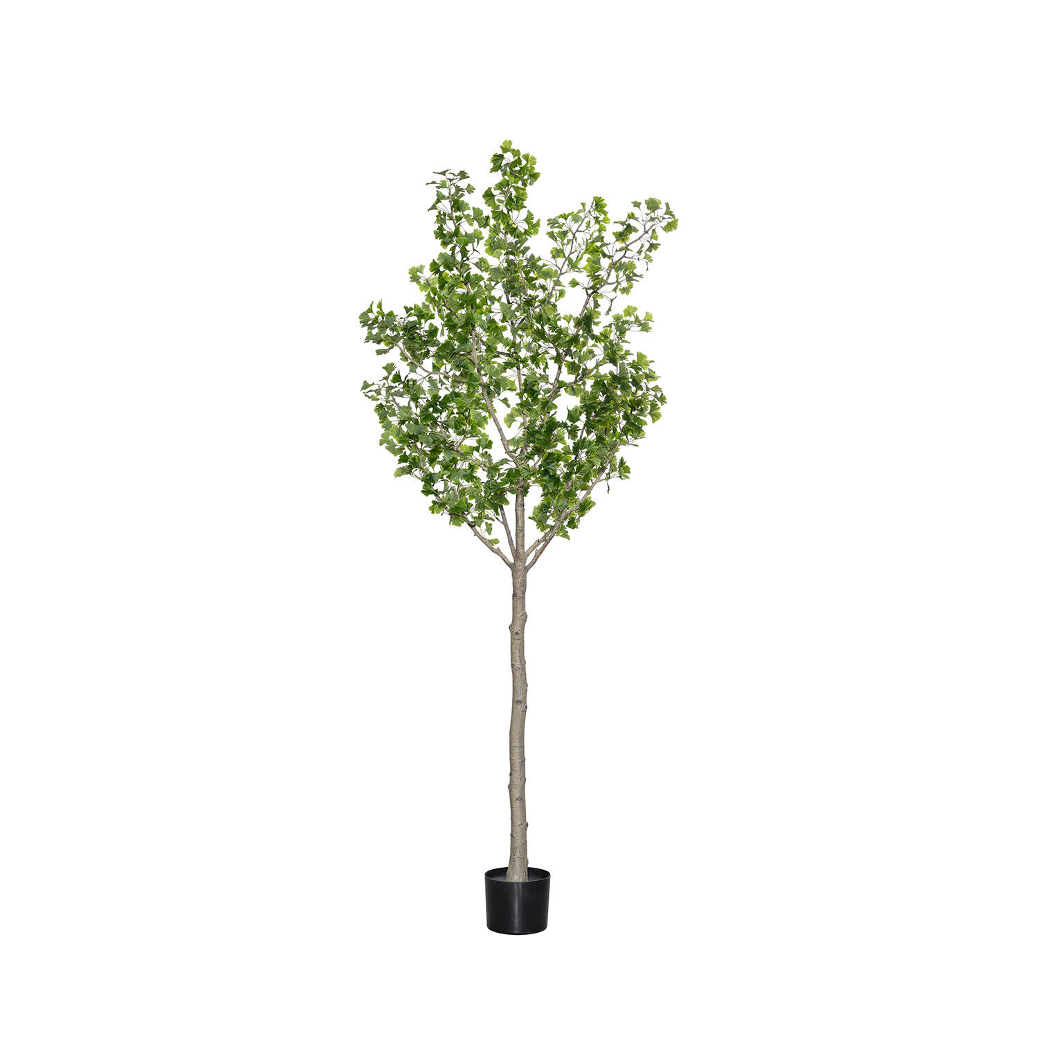 Ginko Biloba Tree XL, Green