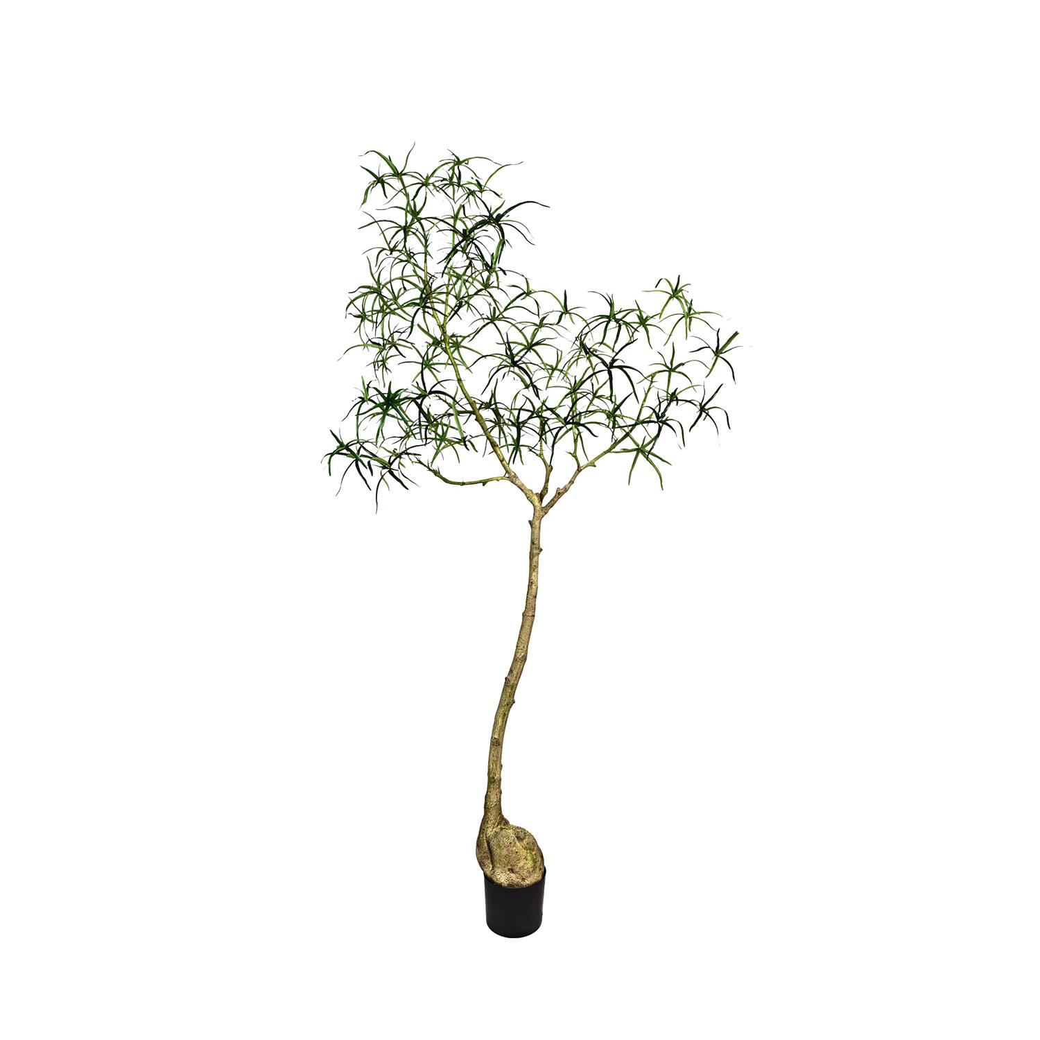 Queensland bottle Tree L, Green
