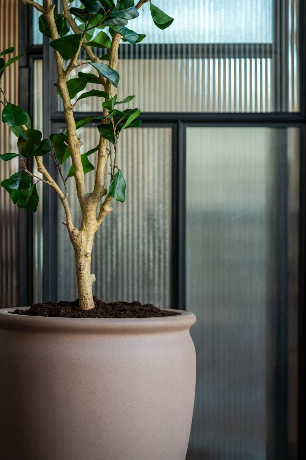 Ficus Triangularis Tree L, Green