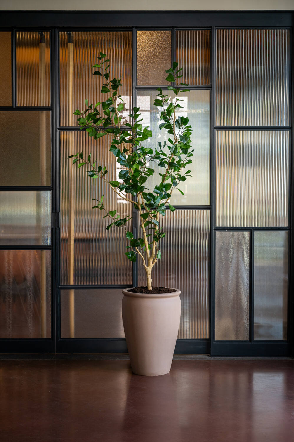 Ficus Triangularis Tree L, Green