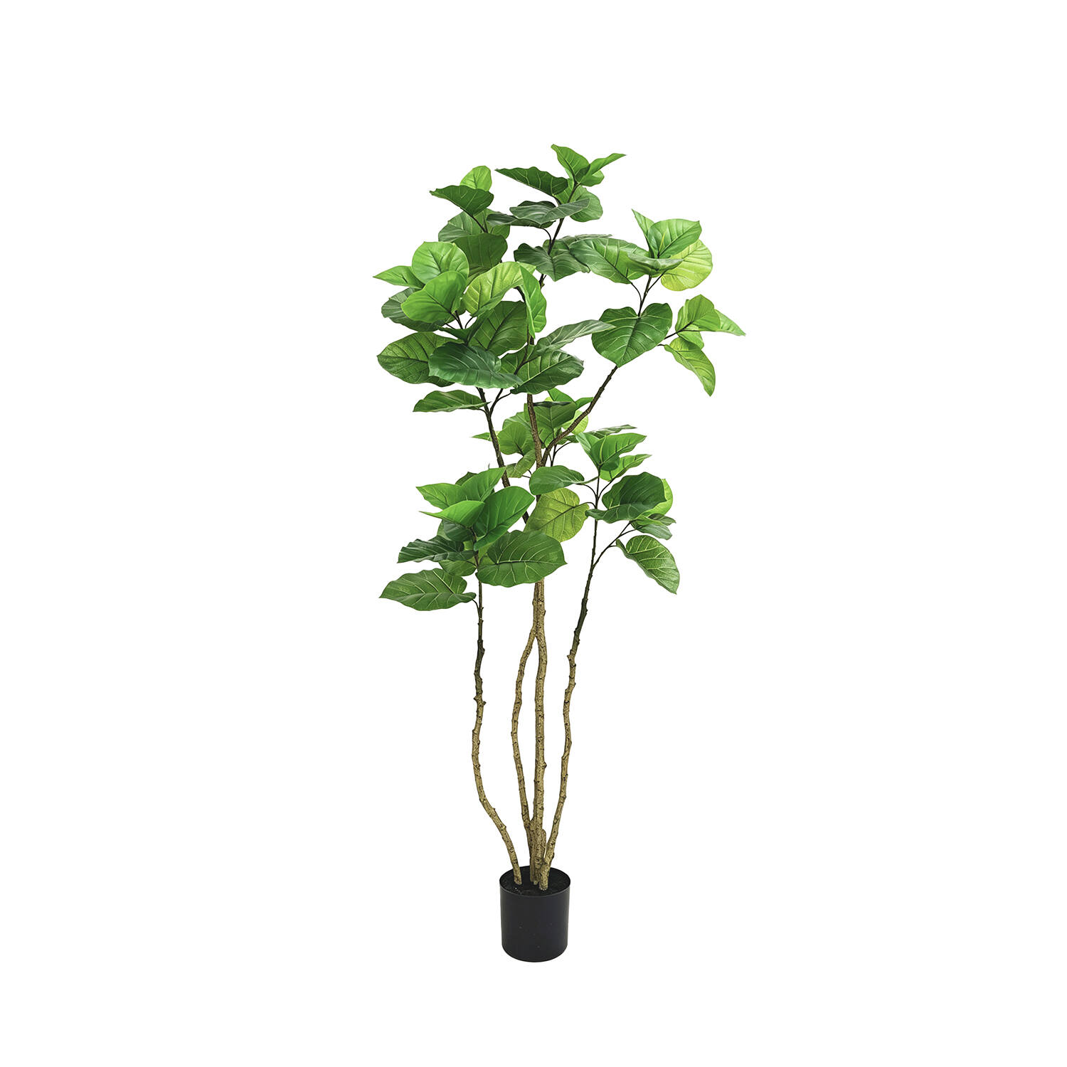 Ficus Umbellata L, Green