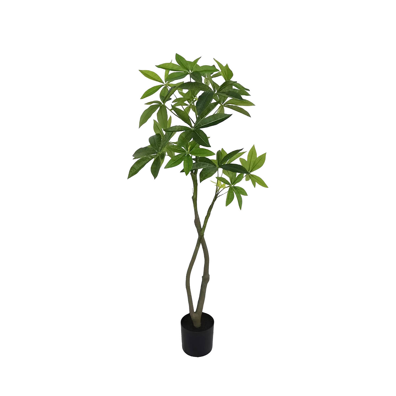 Pachira Aquatica Tree M, Green