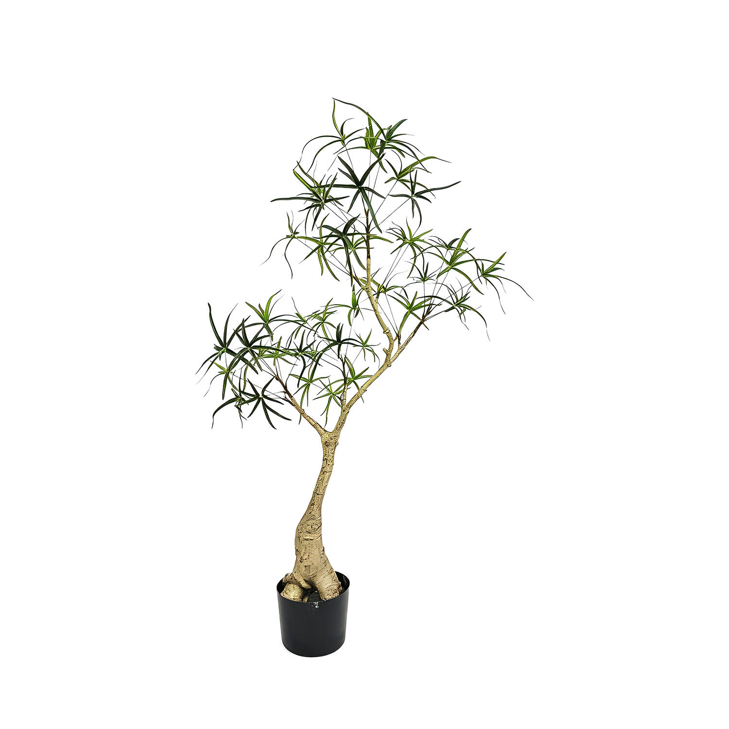 Queensland Bottle Tree S, Green