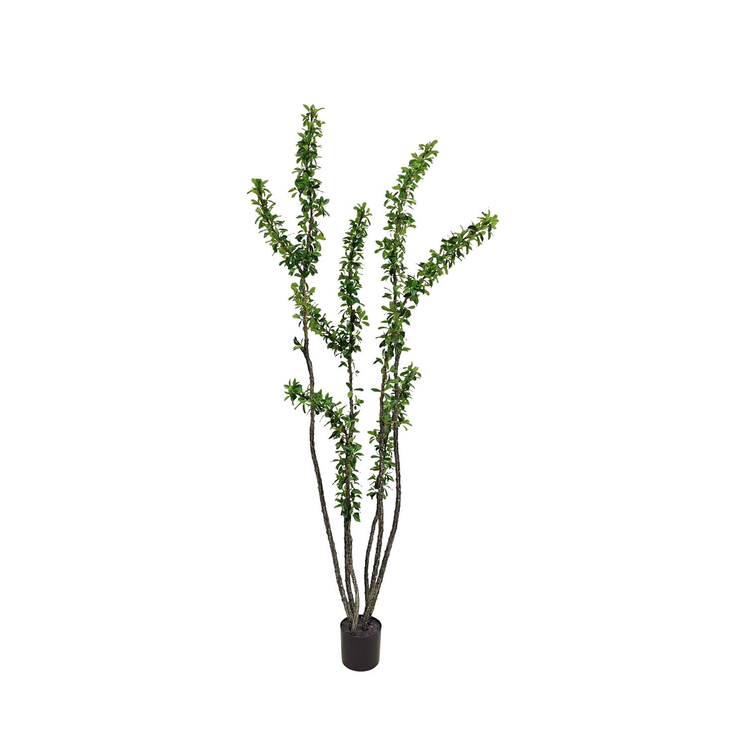 Ocotillo Tree M, Green