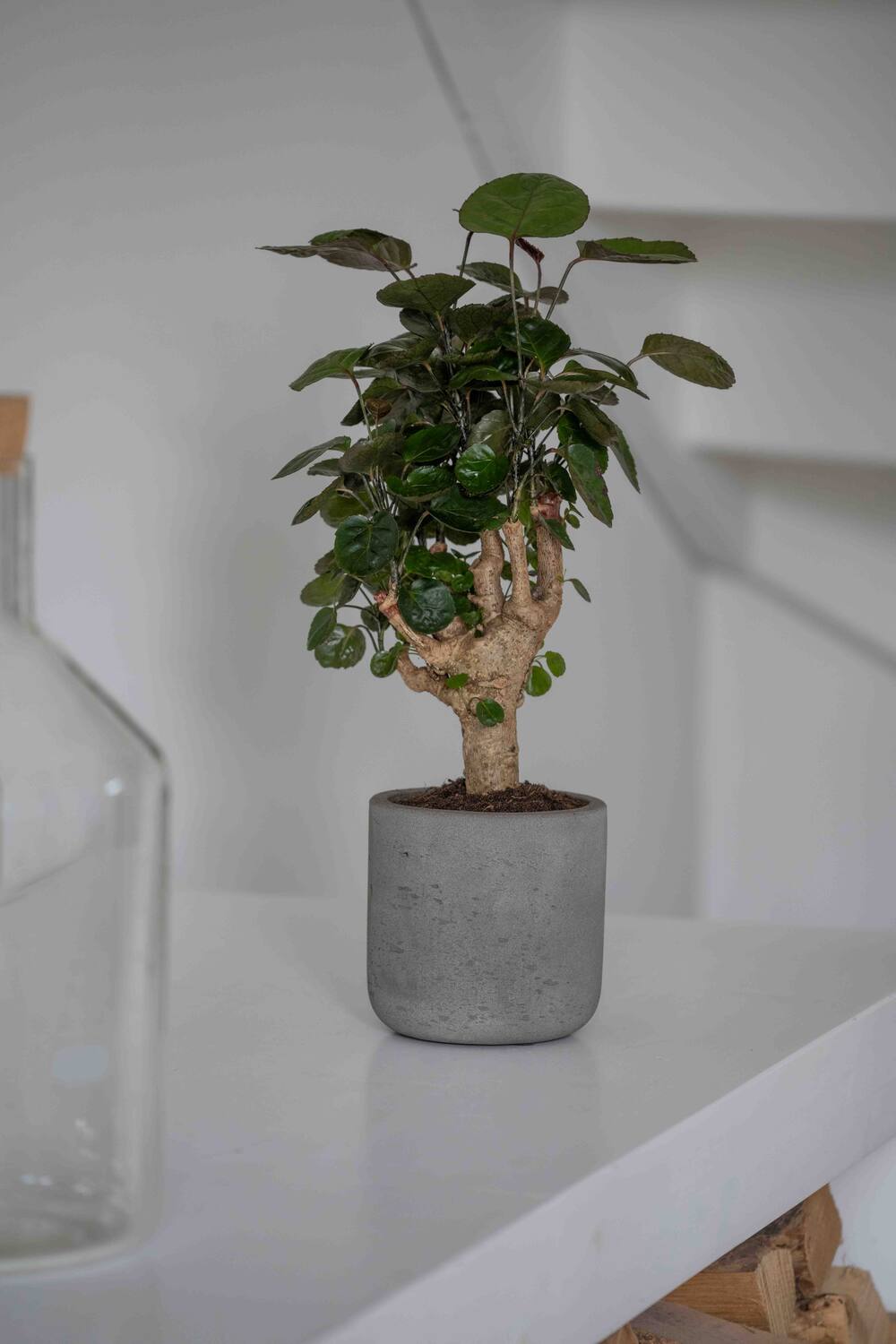 Charlie XXS, Mocha Washed