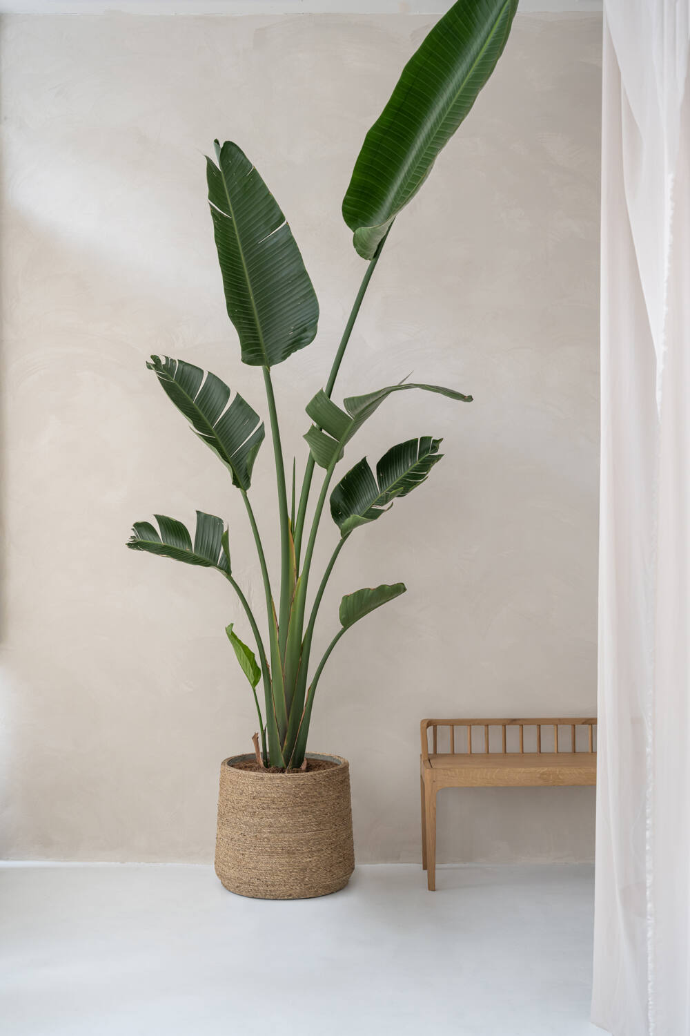 Patt XL, Straw Grass