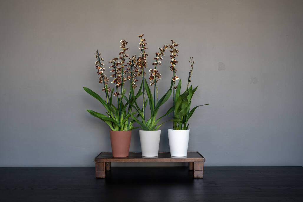 Rosa EU