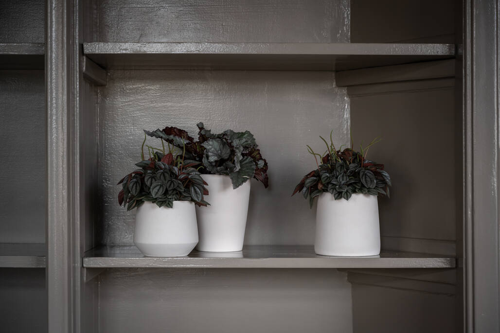 (S) Rosa M, Vanilla White
