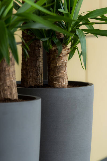 Dax XL, Volcano Black