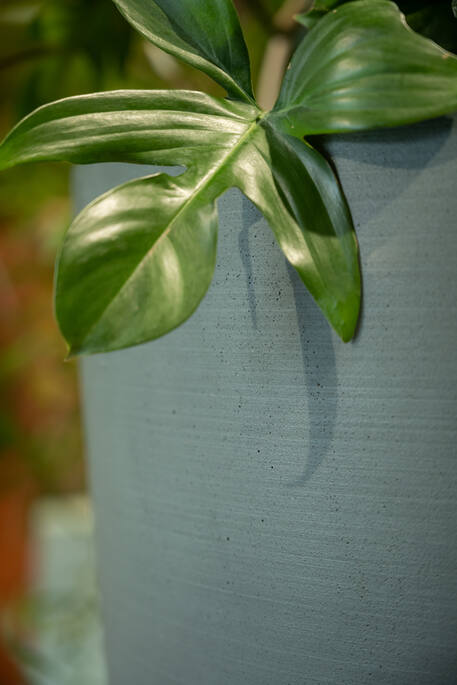 Dax L, Pine Green