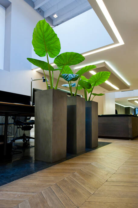 Yang Natural USA