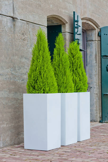 Bouvy M, Glossy White
