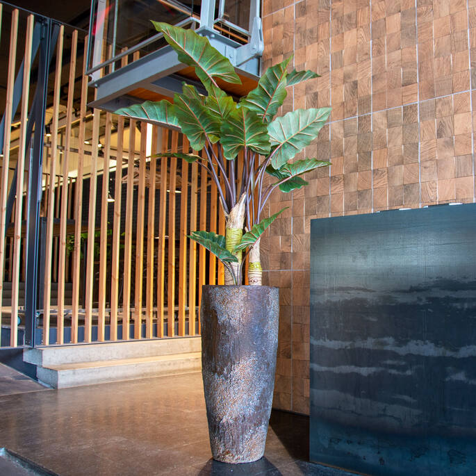(US) Alocasia Tree