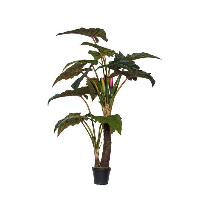 (US) Alocasia Tree