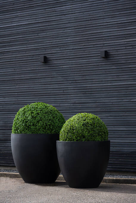 Boxwood Round XXS, Green