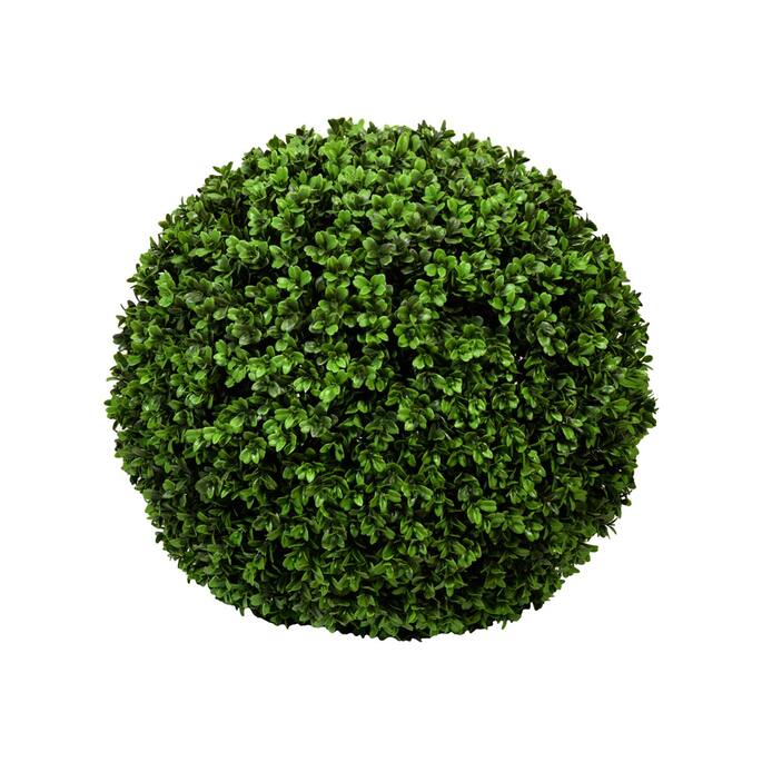 Boxwood