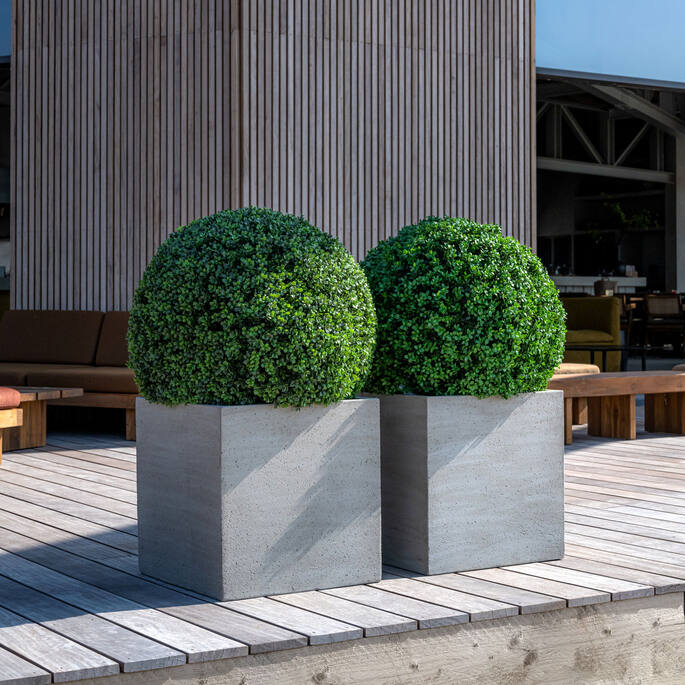 Boxwood